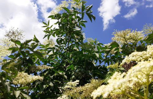 Ferienwohnung ehemalige Revierförsterei "uns Lütt" - Photo 15