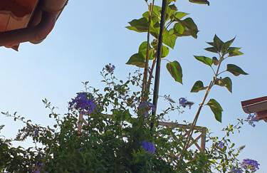 "La Terrazza di Castiglione" APPARTAMENTI VACANZA - Foto 12