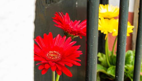 El Bachiller JABUGO Alojamiento Rural - Foto 4