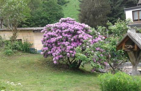 Bubi Niedlich - Foto 44