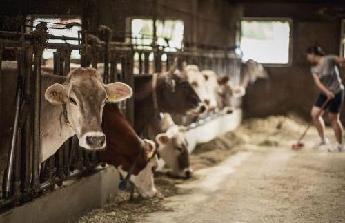 Obermairhof - Foto 6