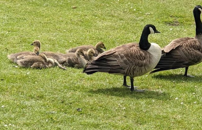 Superior 6 Berth Holiday Home in Suffolk, - Foto 13