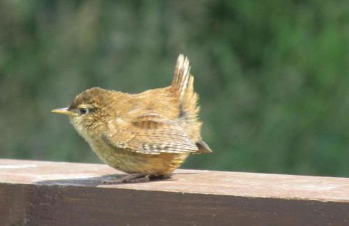 Ysgubor y Tanybryn The barn with a view and a spa. - Photo 9