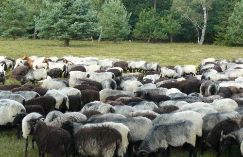 Ferienhaus in der Lüneburger Heide - Foto 13