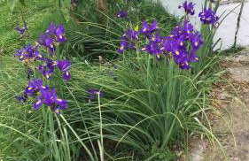 Venus Sea View Apartment - Foto 21