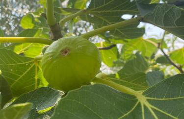 Casa Vacanze Vista Monviso - Photo 15
