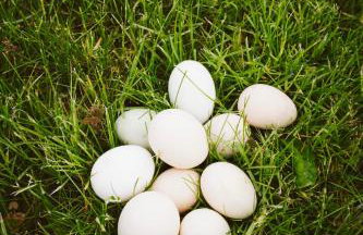 Agroturystyka u Miłosza - Foto 13