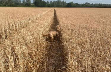 The Old Stable - Foto 18