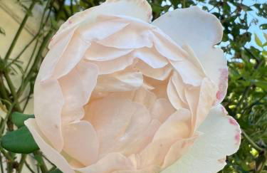 Pied-à-Terre Courtyard Luxury Guest Suite - Foto 8