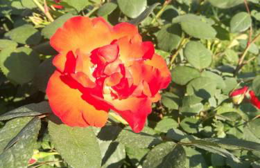 Il Melograno - Foto 16