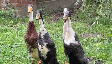 Zwei Zimmer Appartement Elbtalaue - Foto 5