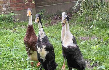 Zwei Zimmer Appartement Elbtalaue - Foto 5