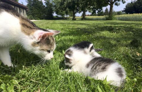 Hof am Horn - Fewos in der Natur - Foto 9