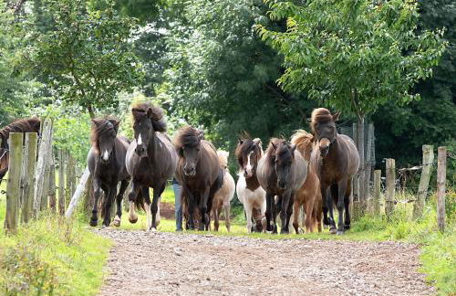 Ferienwohnung Roderath - Photo 27