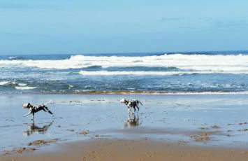 Mega Ocean Magoito - Sintra - Foto 48