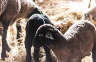 Tenuta San Felice - Foto 37