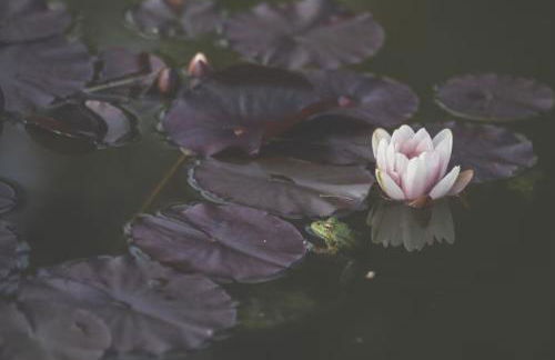 Moulin du Roz - Foto 5