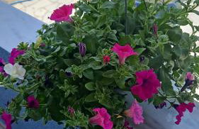 Fotis Apartments Palaiokomi - Foto 15