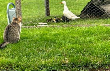 Gite 1er Cru - La Loubertine - Foto 46