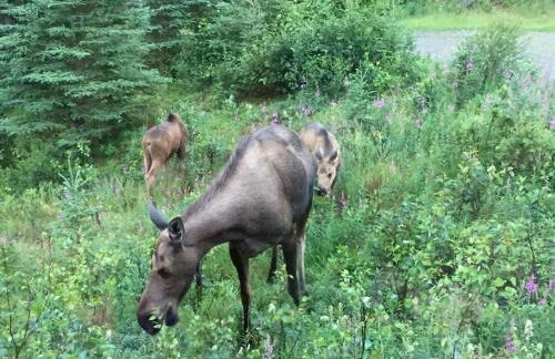 Denali King Suite with Amazing Views - Photo 14