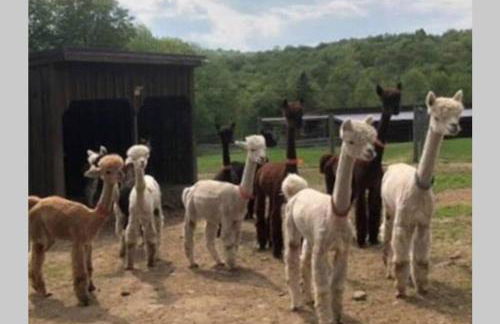 Roscoe Cottage Pet Friendly - Foto 17