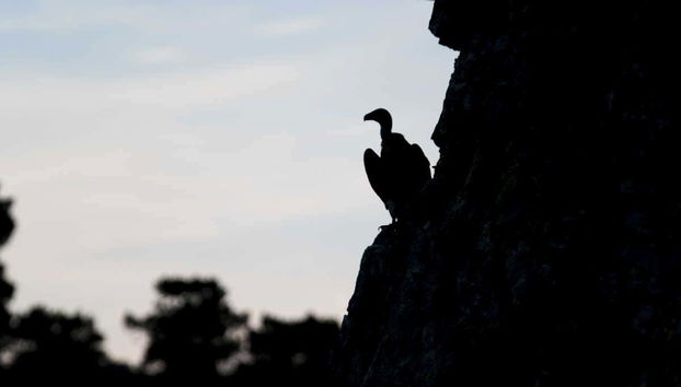 Un vautour dans le parc national