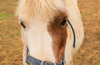 Family Cotswolds Cottage Farm Stay - The Smythy - Foto 35