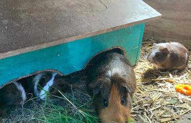 Ferienwohnung Schatzkisterl - Foto 31