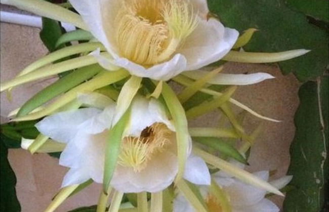 Carolyn Villa , Ayia Napa - Foto 30