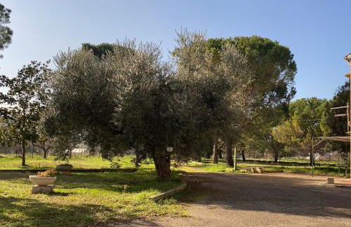 Adamasseria - Foto 62