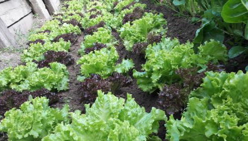 Agriturismo Fiorendo - Foto 5, Garden