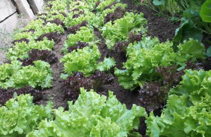 Agriturismo Fiorendo - Photo 5