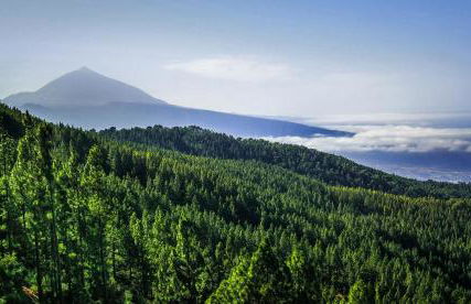 Suite 85, Villa Boutique privada con piscina - Foto 44