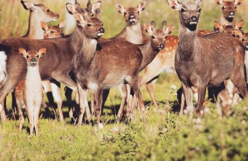 Four Seasons Lodge - Foto 15