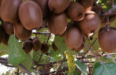 Agriturismo Nuvolino - Foto 16