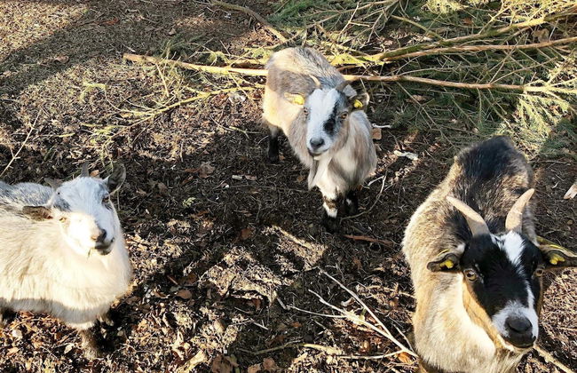 5 Star Holiday Home in Grindsted - Foto 17