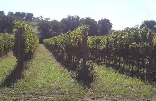 Agriturismo San Leonardo - Foto 71