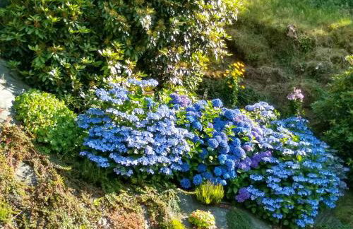 Les Hortensias - Foto 6