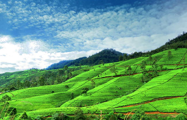 Excursion privée au Parc national de Horton Plains - Photo 3
