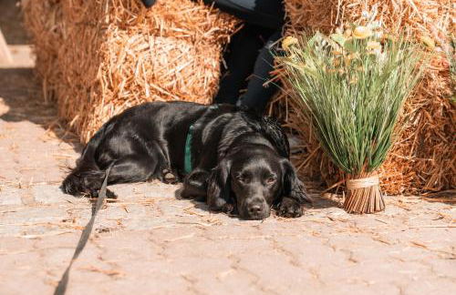 Urlaubsreiterhof Trunk - Foto 29