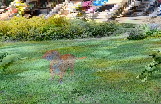 Villa Kivikoski - Photo 33