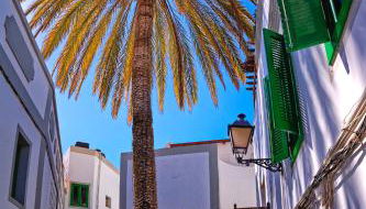 The Palm House - Foto 1