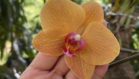 Sítio Recanto Feliz - Foto 4