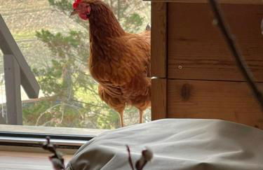 FarmHouse Eckartsberg im Zittauer Gebirge - Gemütliche und moderne Ferienwohnungen mit Terrasse - Foto 26