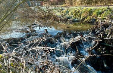 Schorsch's Ferienhaus - Foto 42