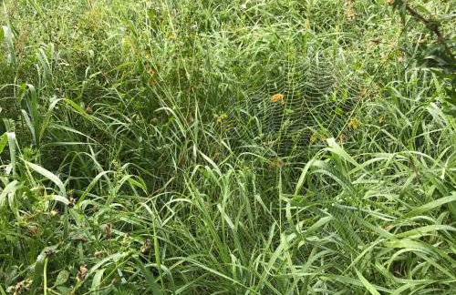 Andrzejówka - Photo 73