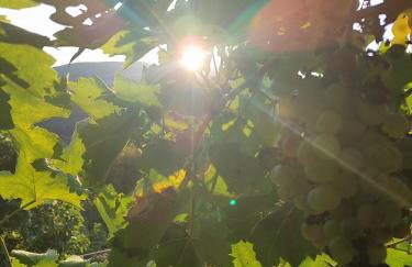 Tommy's Guest House - Photo 13