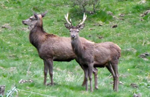 Appartement neuf T3 avec jardin au bord du lac - Foto 23