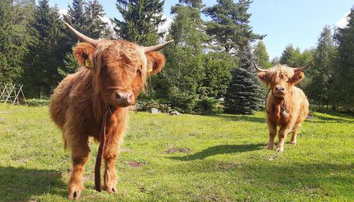 Bezkresne- Domy w Sidorach - Foto 4