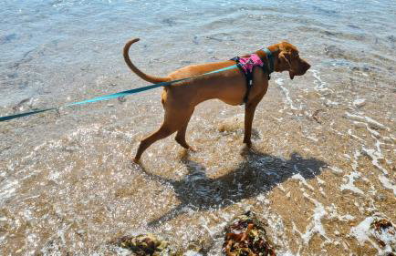 Wagtail Barn - Foto 45